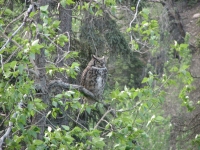 Great Horned Owl